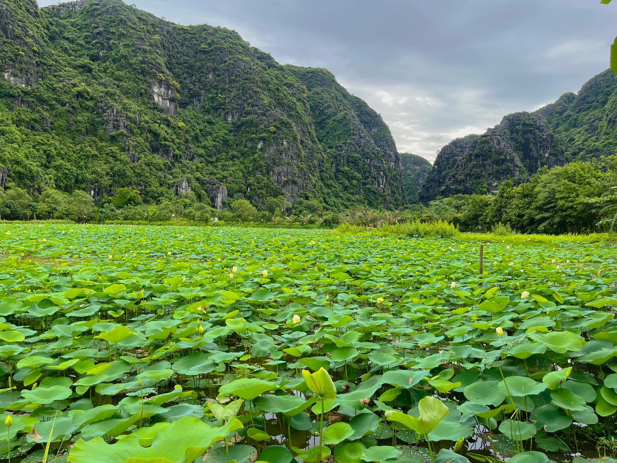 Dự án Ecocamp - Halise Home & Retreat Ninh Binh